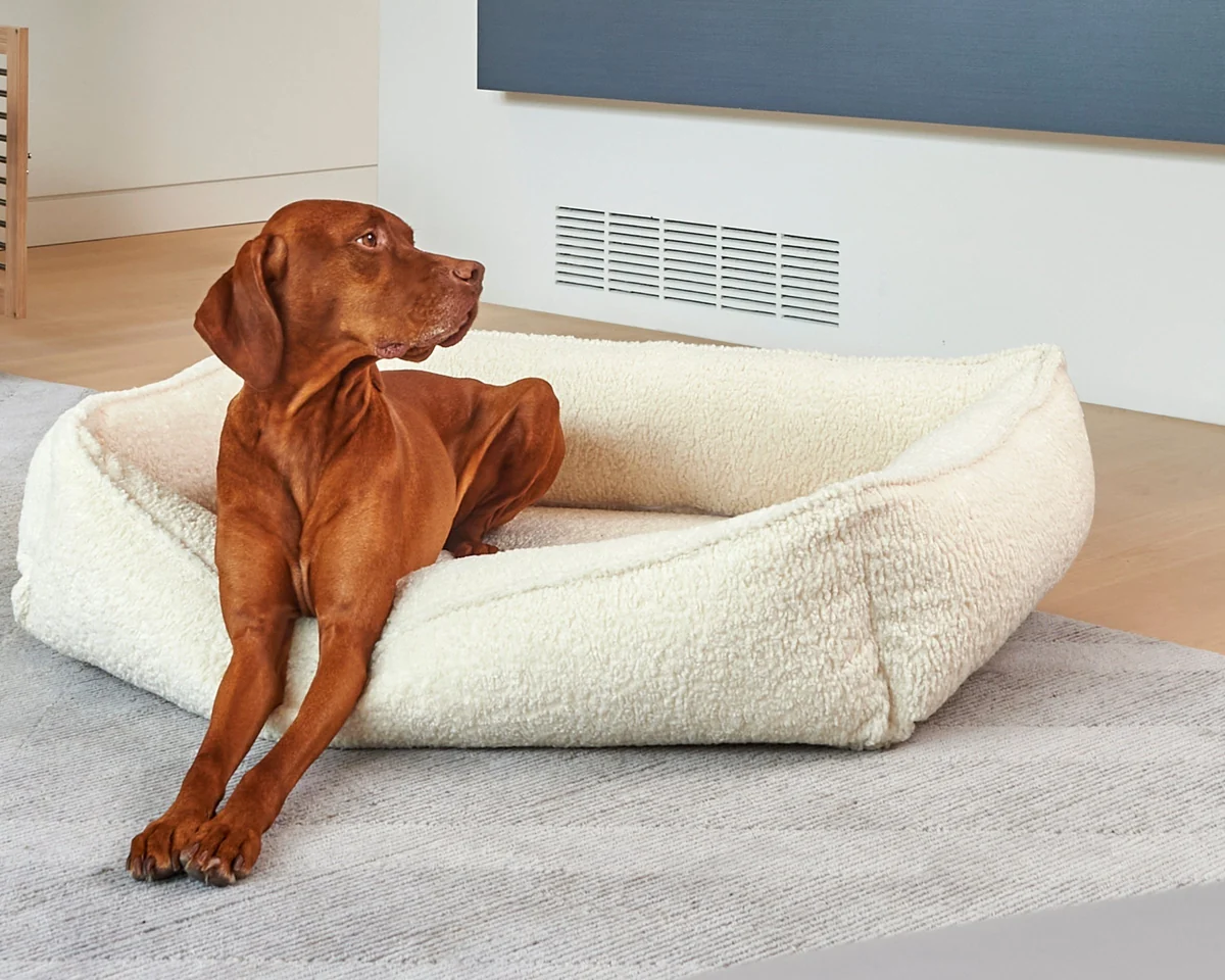 A brown dog relaxing in a cream Bowsers Urban Lounger on a living-room rug.