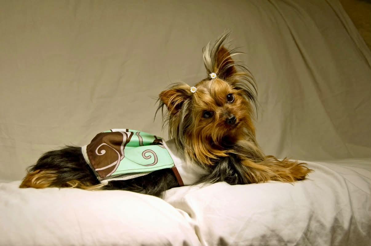 Bella resting on a light blanket, wearing a green-and-brown outfit.