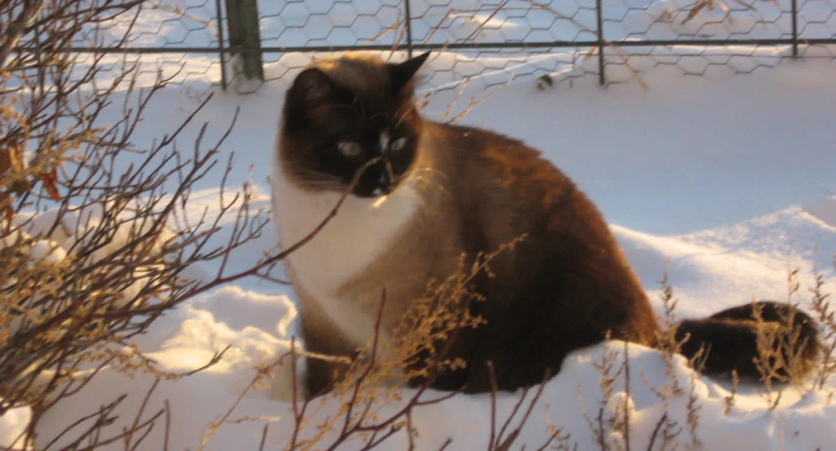 Big Michael sitting among branches in the snow.
