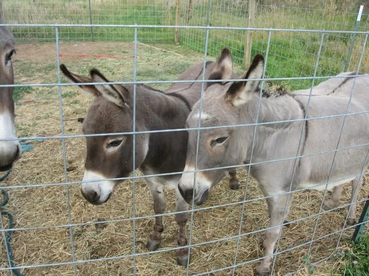 Carney Family Donkeys standing together behind a wire fence in a grassy enclosure.