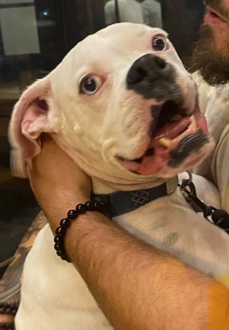 Bodhi, a white dog, being held with an open-mouthed expression.