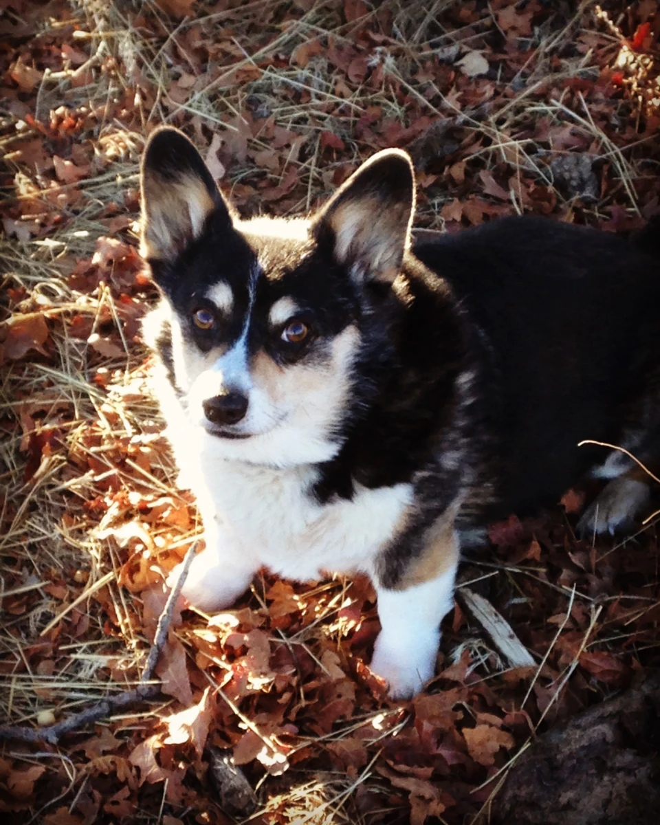 Bonnie resting among fallen leaves outdoors.