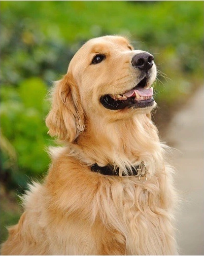 Dallas, a golden retriever, looking toward the sky in an outdoor portrait.