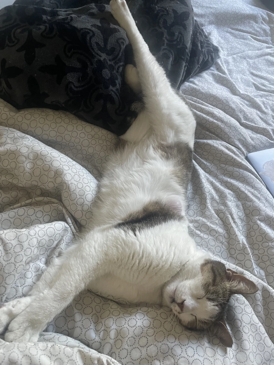 Dida's Cat resting on patterned bedding with a hind leg stretched upward.