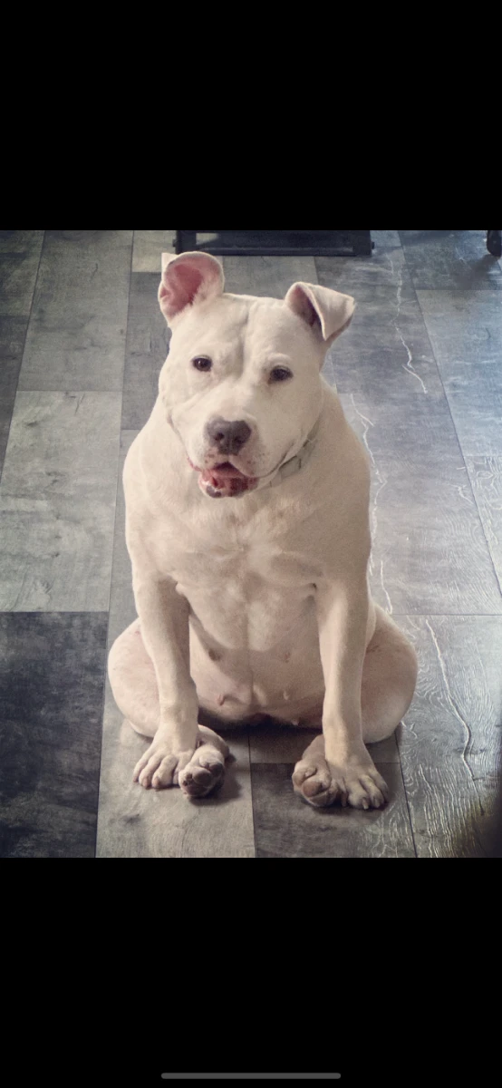 Dolly Parton, a white dog, sitting on a wood-patterned floor.