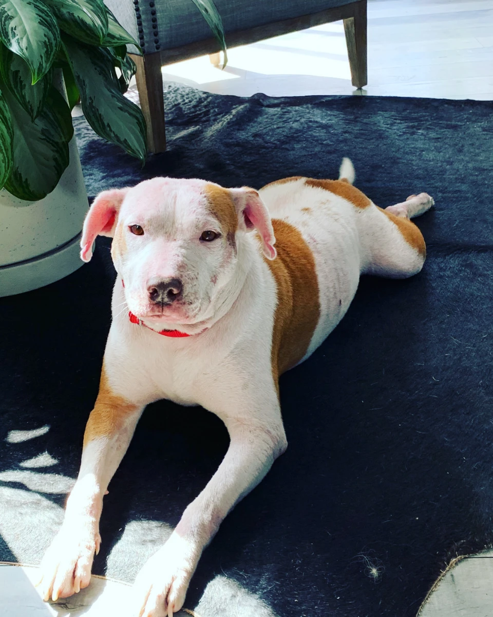 Fiona, a white-and-tan dog, stretched out on a dark rug beside a leafy plant.