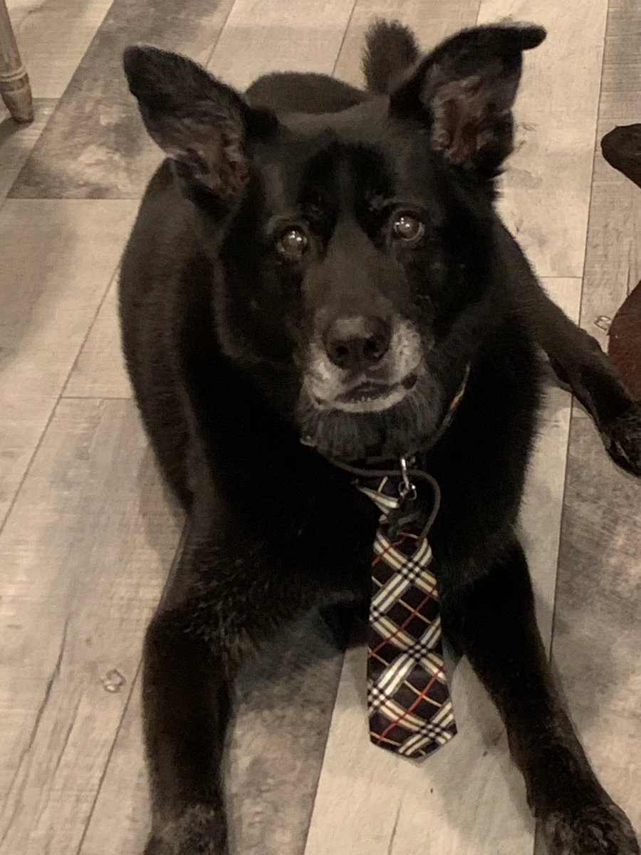 Frank, a black dog with a gray muzzle, lying on a wood-patterned floor wearing a plaid tie.