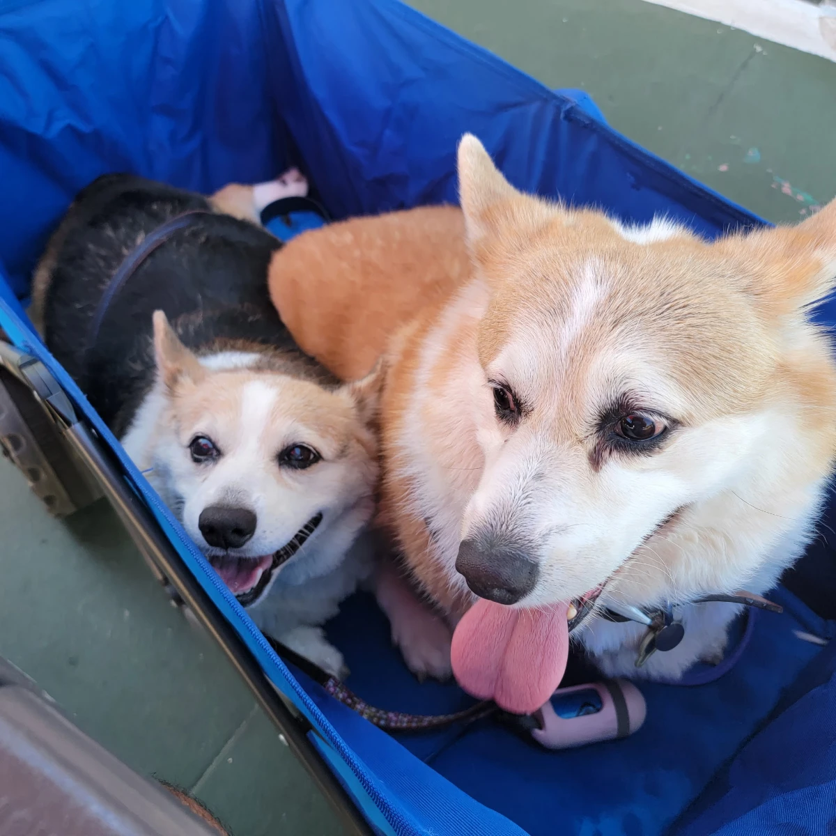 Gatsby and Olive resting together in a blue wagon.