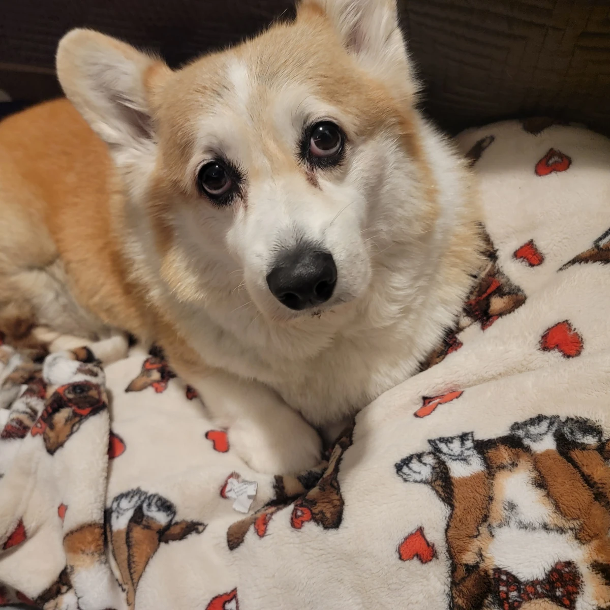 Gatsby resting on a patterned blanket and looking toward the camera.