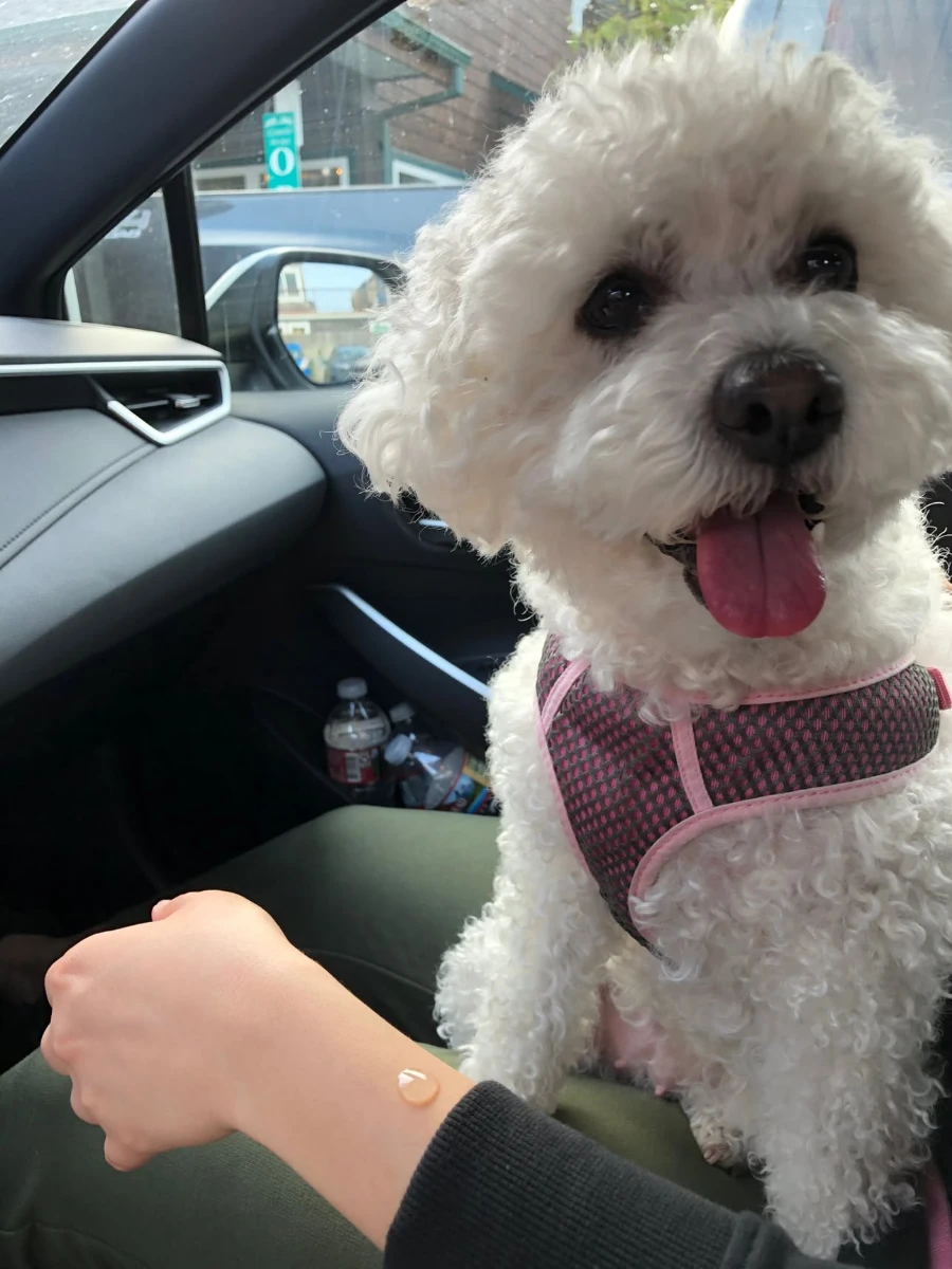 Hippo, a white curly-haired dog, wearing a pink harness inside a car.