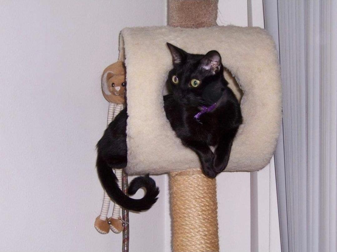 Irony resting in a padded cat-tree cubby.