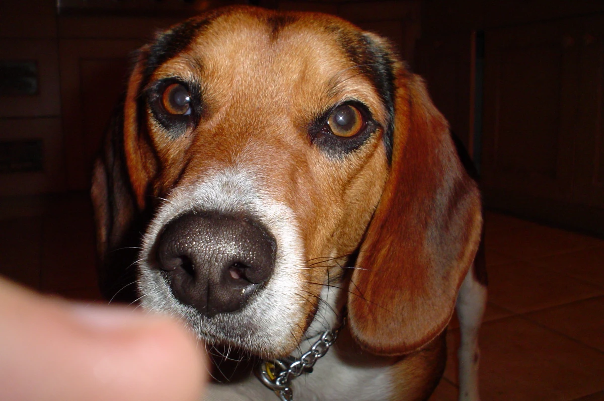Jack, a brown-and-white dog, looking toward the camera indoors.