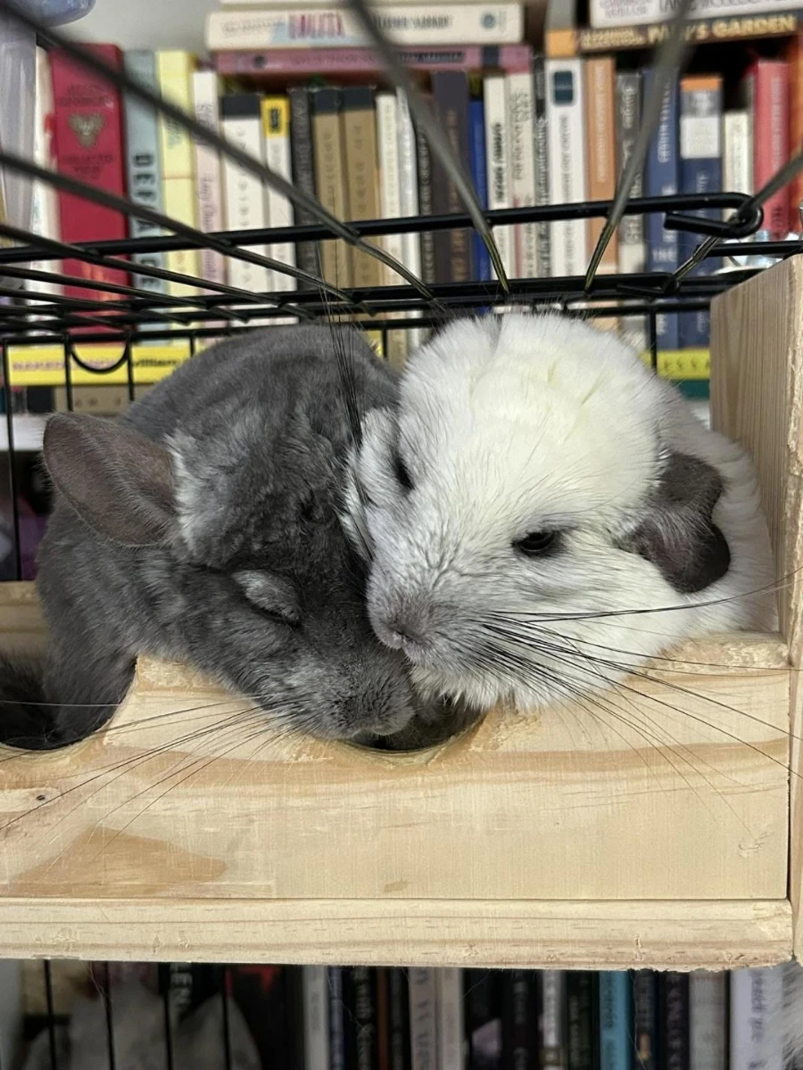 Kikwi and Mycroft nestled together on a wooden platform.