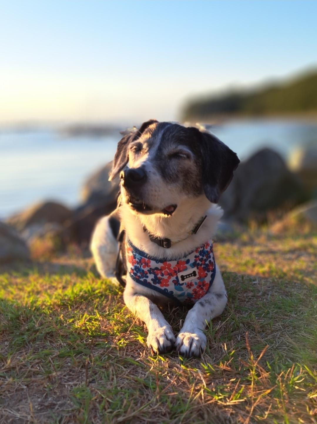 Lexi resting on the grass beside the water in warm sunlight, wearing a floral harness.