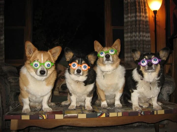 Nick, Lacey, Puppy and Gabriel posing together indoors in playful glasses.