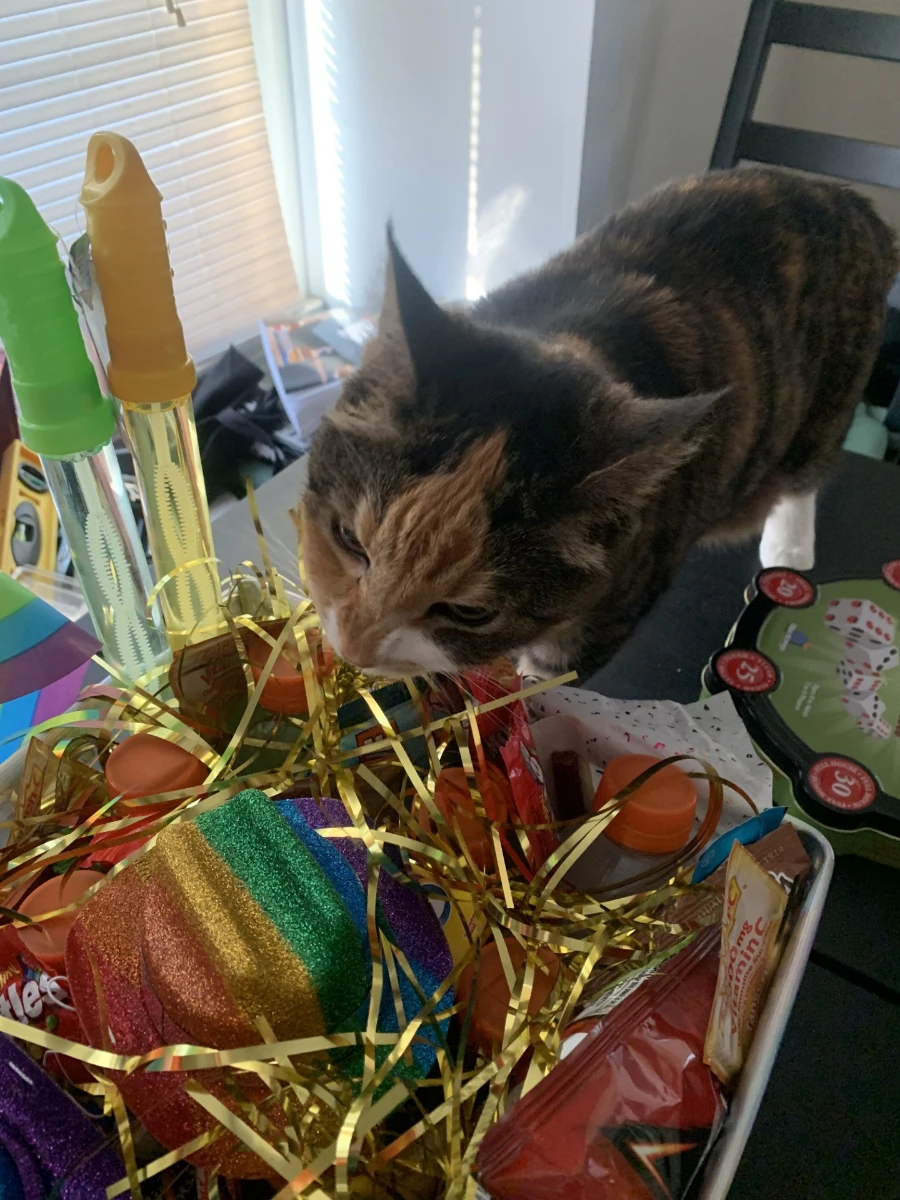 Pumpernickel exploring a colorful gift basket indoors.