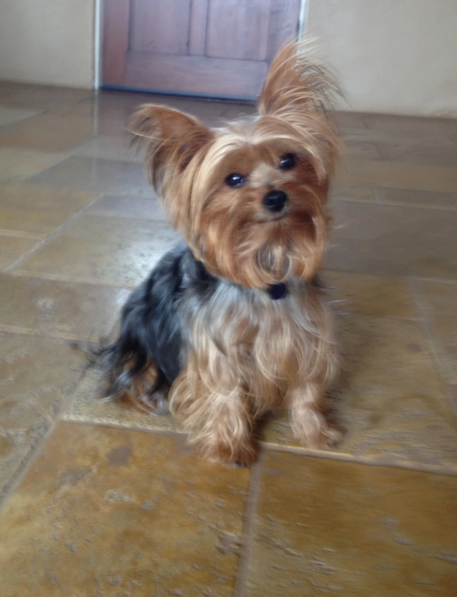 Sophie sitting on a tiled floor and looking toward the camera.