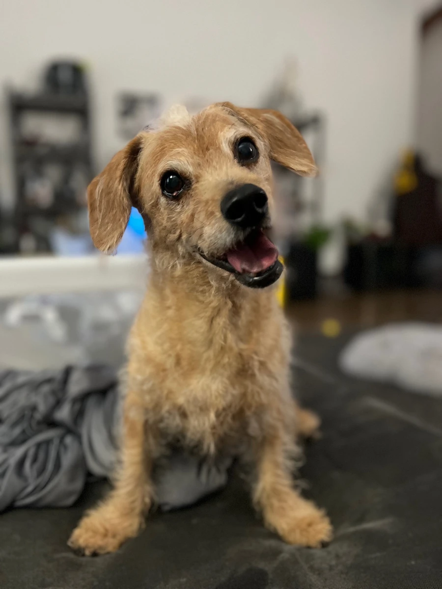 Tigger, a small tan dog, looking toward the camera indoors.